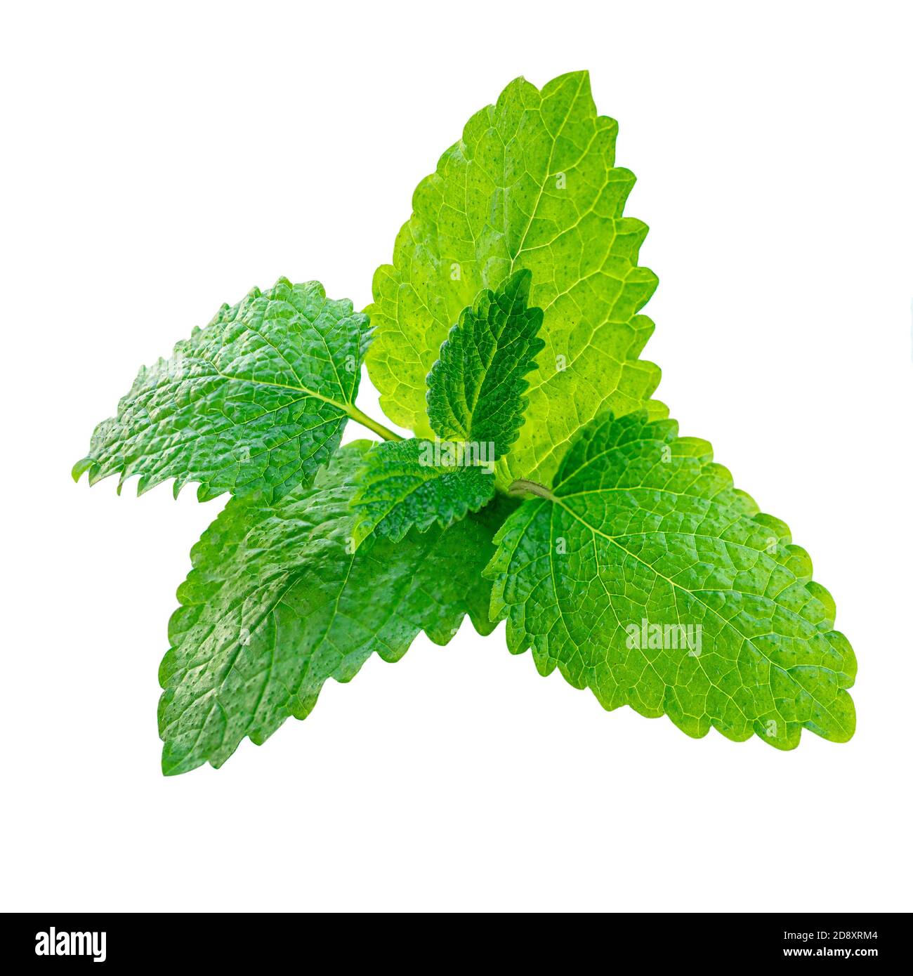 Fresh Lemon balm (Melissa officinalis) leaves isolated on a white background. Mint, peppermint close up Stock Photo