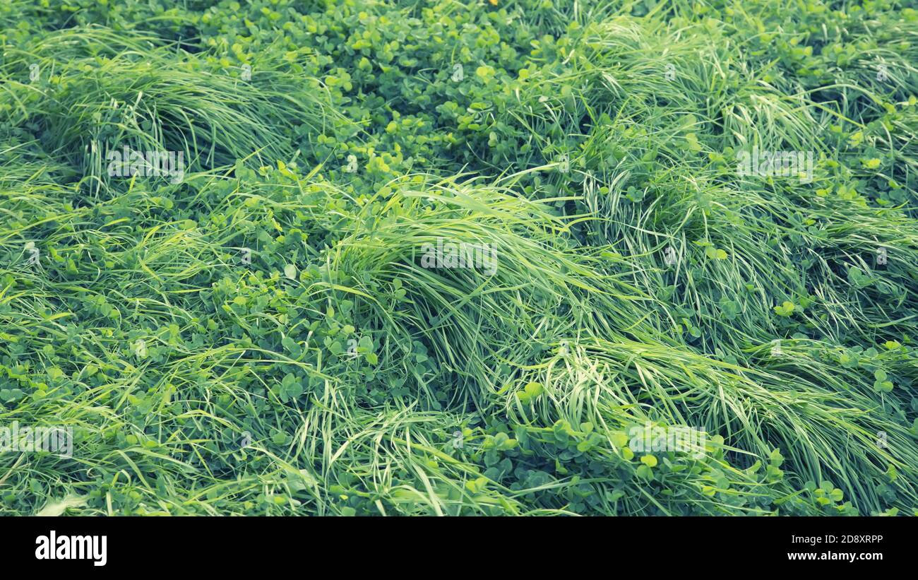 Green turf grass texture hi-res stock photography and images - Alamy