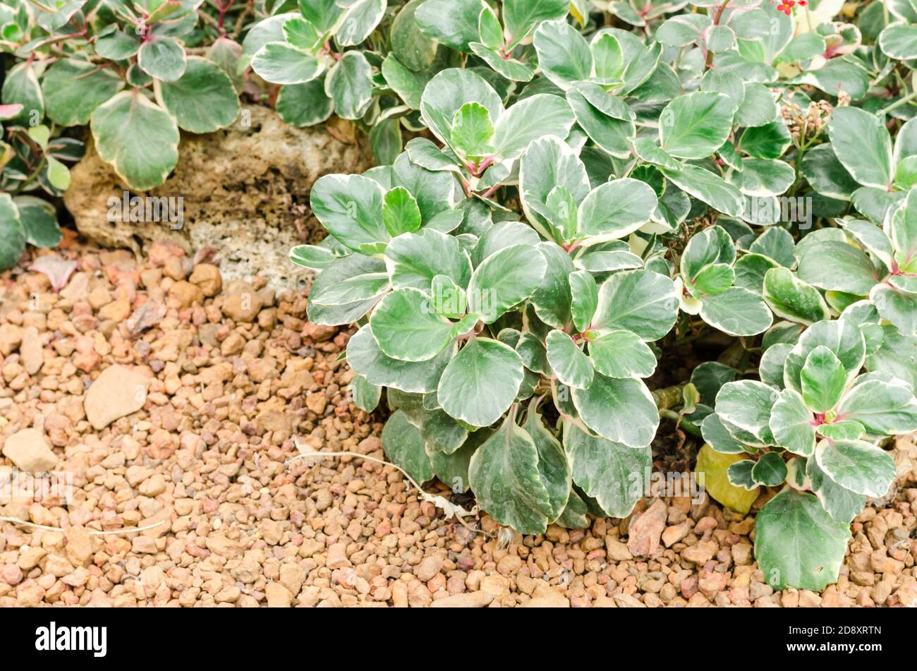 Succulent plants (Kalanchoe blossfeldiana f. variegata) in garden Stock