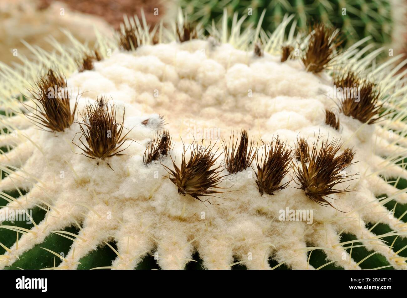 Golden Barrel Cactus plant Stock Photo