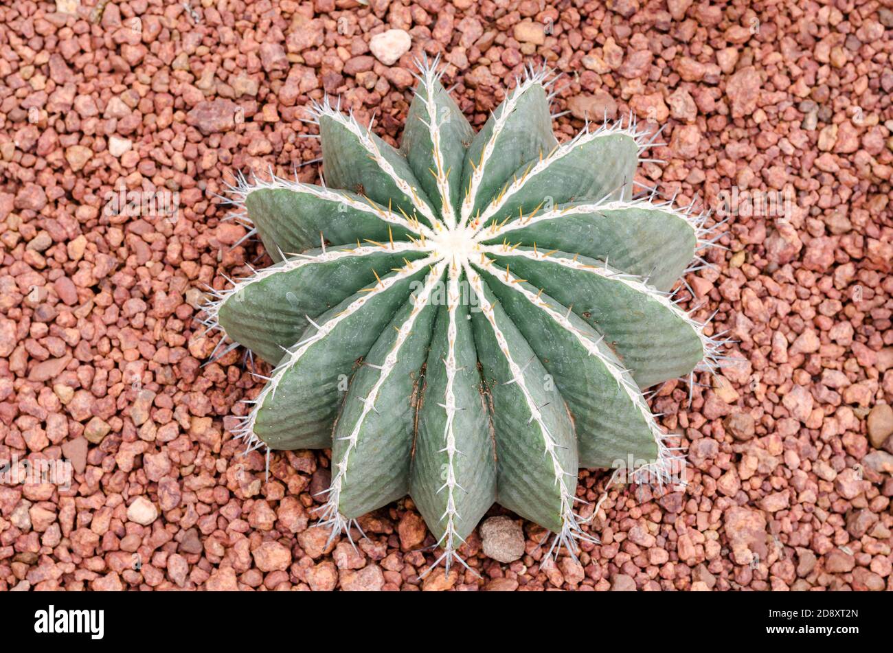 Ferocactus schwarzii Lindsay,cactus Stock Photo