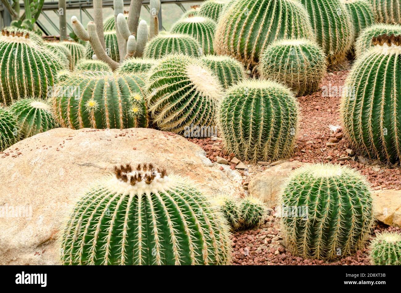 Golden Barrel Cactus plant Stock Photo