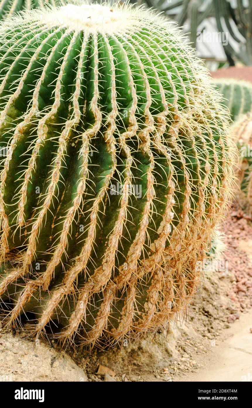 Cactus is a fungal disease,Rust cactus Stock Photo
