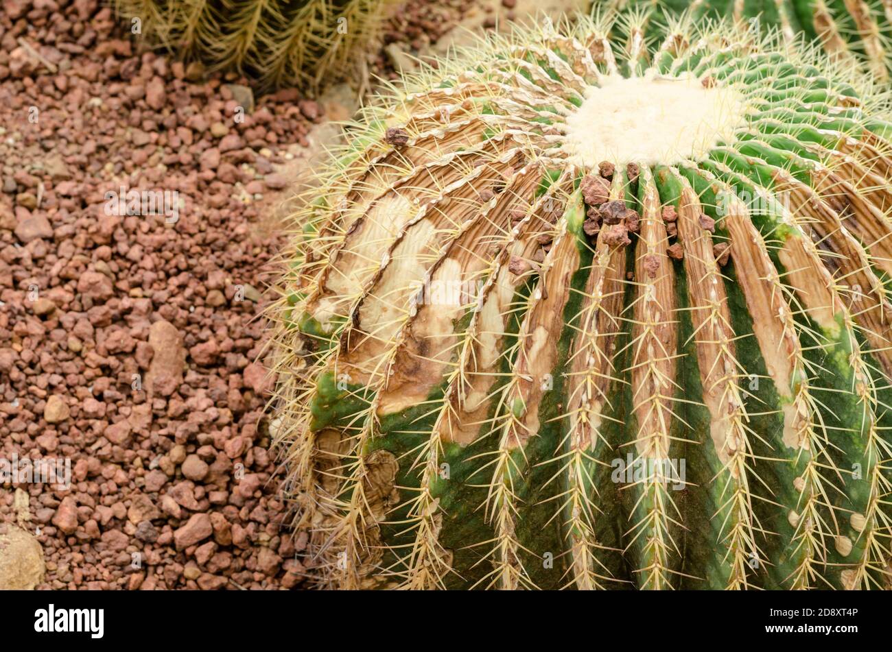 Cactus is a fungal disease,Rust cactus Stock Photo