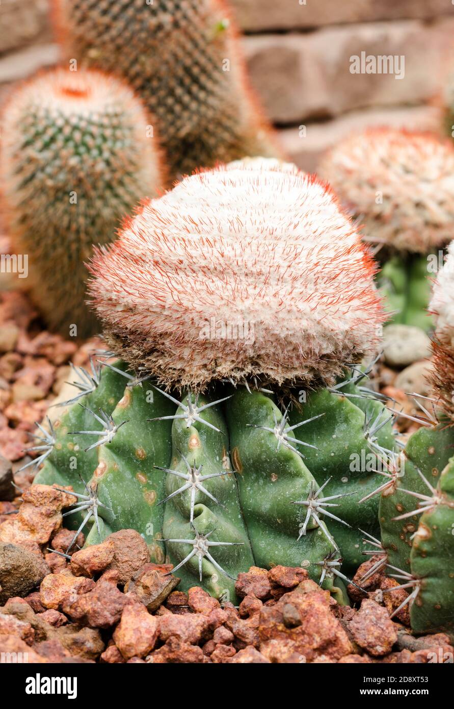 Melocactus ernestii plant Stock Photo