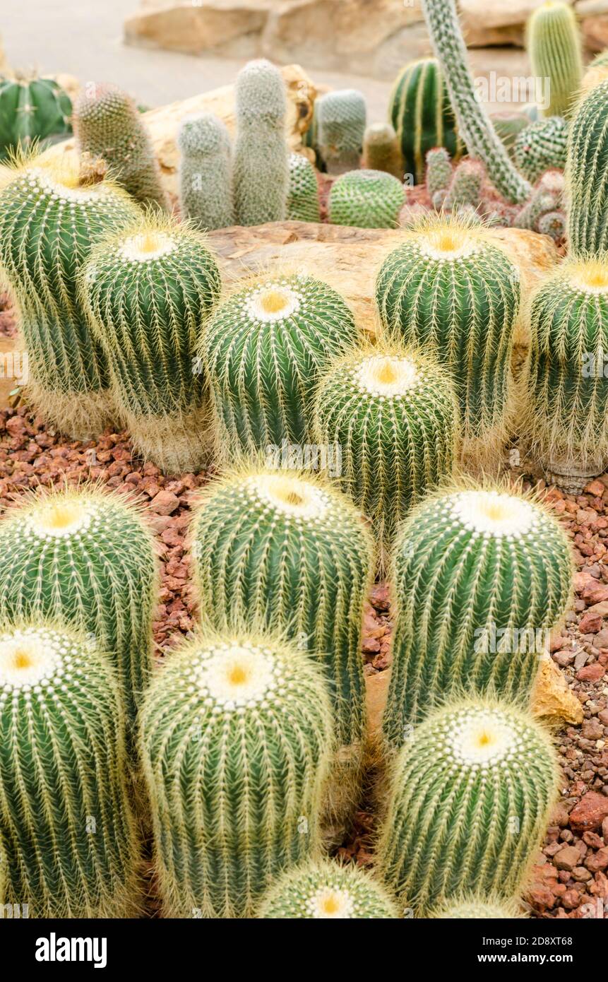 Parodia schumanniana Stock Photo