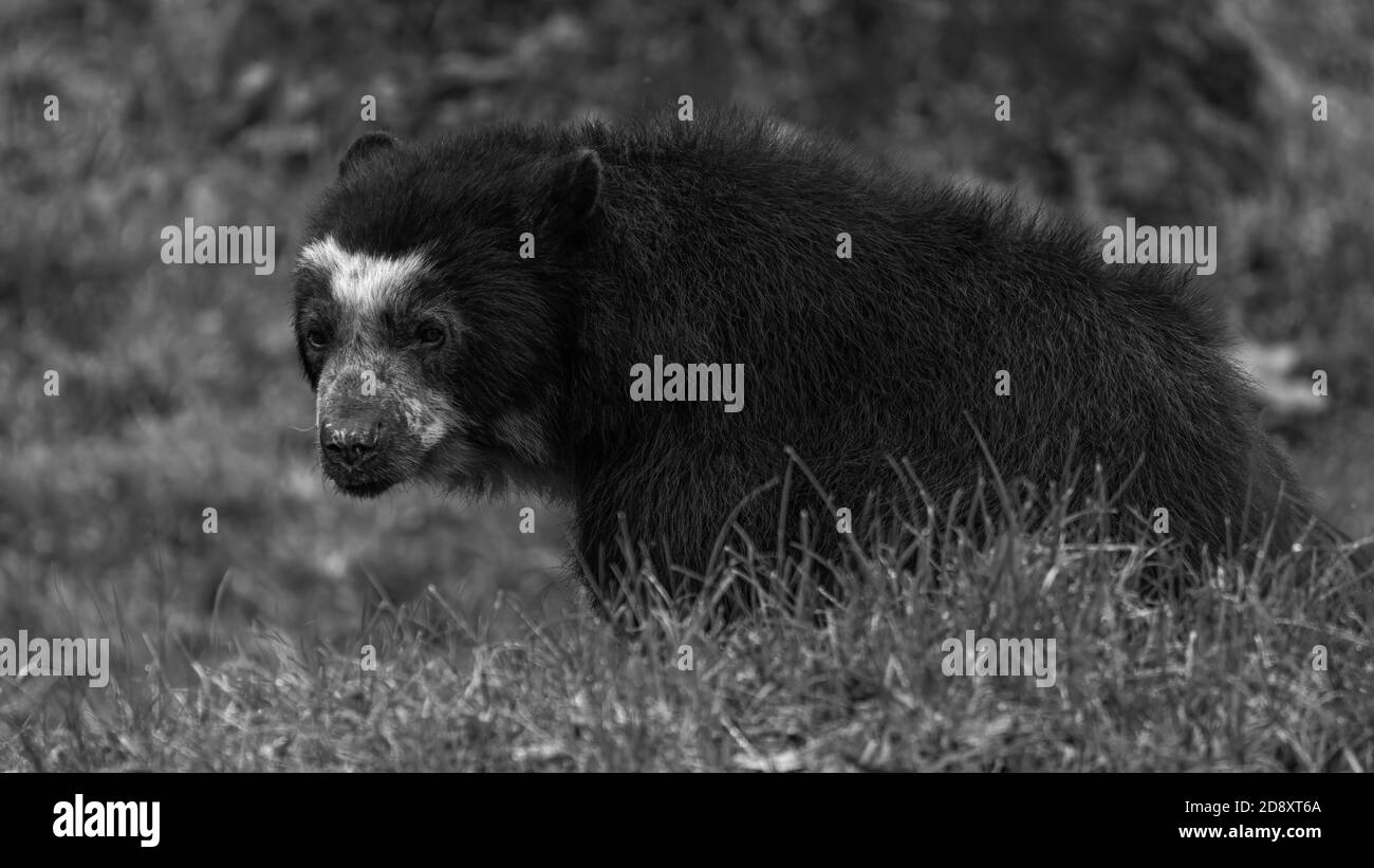 bär, tier, black, wild, säugetier, wild lebende tiere, natur, fell, tierpark Stock Photo