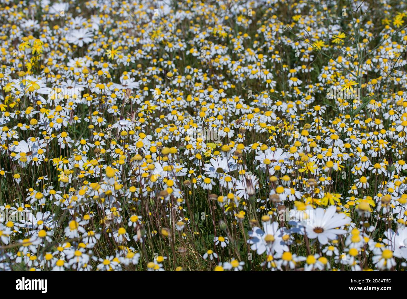 A field of flowers, a mix of water buttons (Cotula) and white daisies (dimorphotheca) Stock Photo