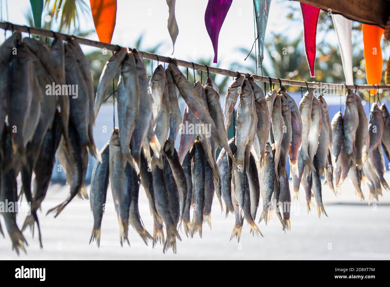 Bokkoms (dried fish) West Coast South Africa hanging in bunches at a