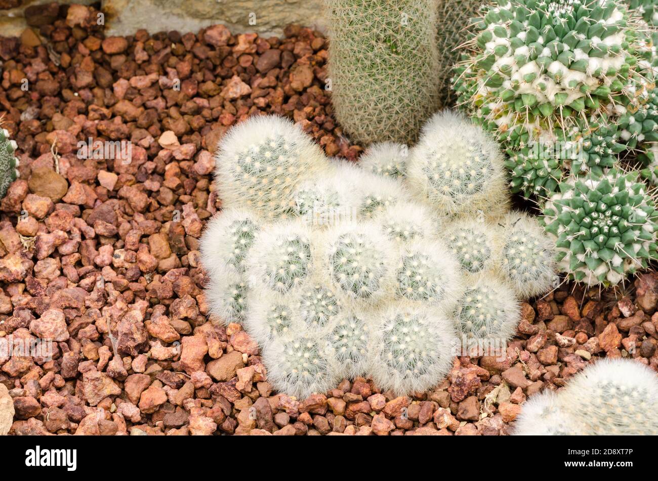 Mammillaria cactus plant Stock Photo