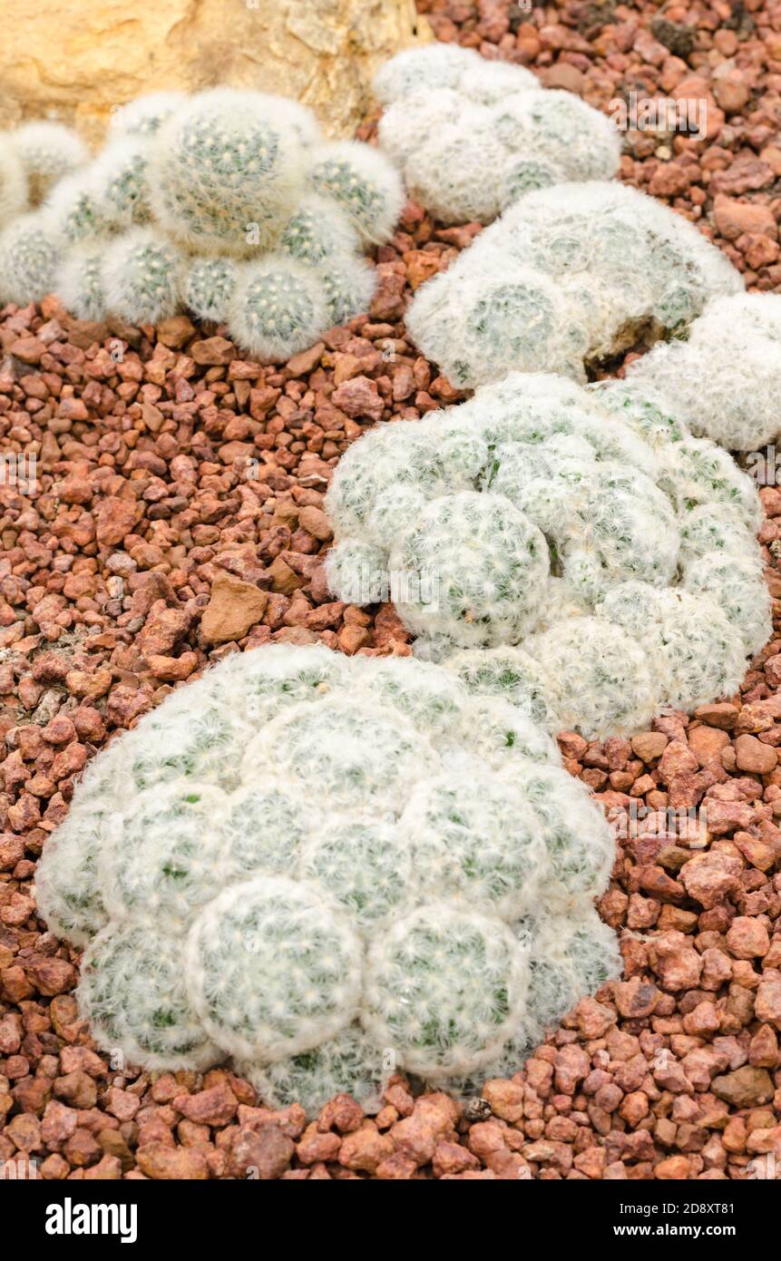 Mammillaria cactus plant (mammillaria plumosa) Stock Photo