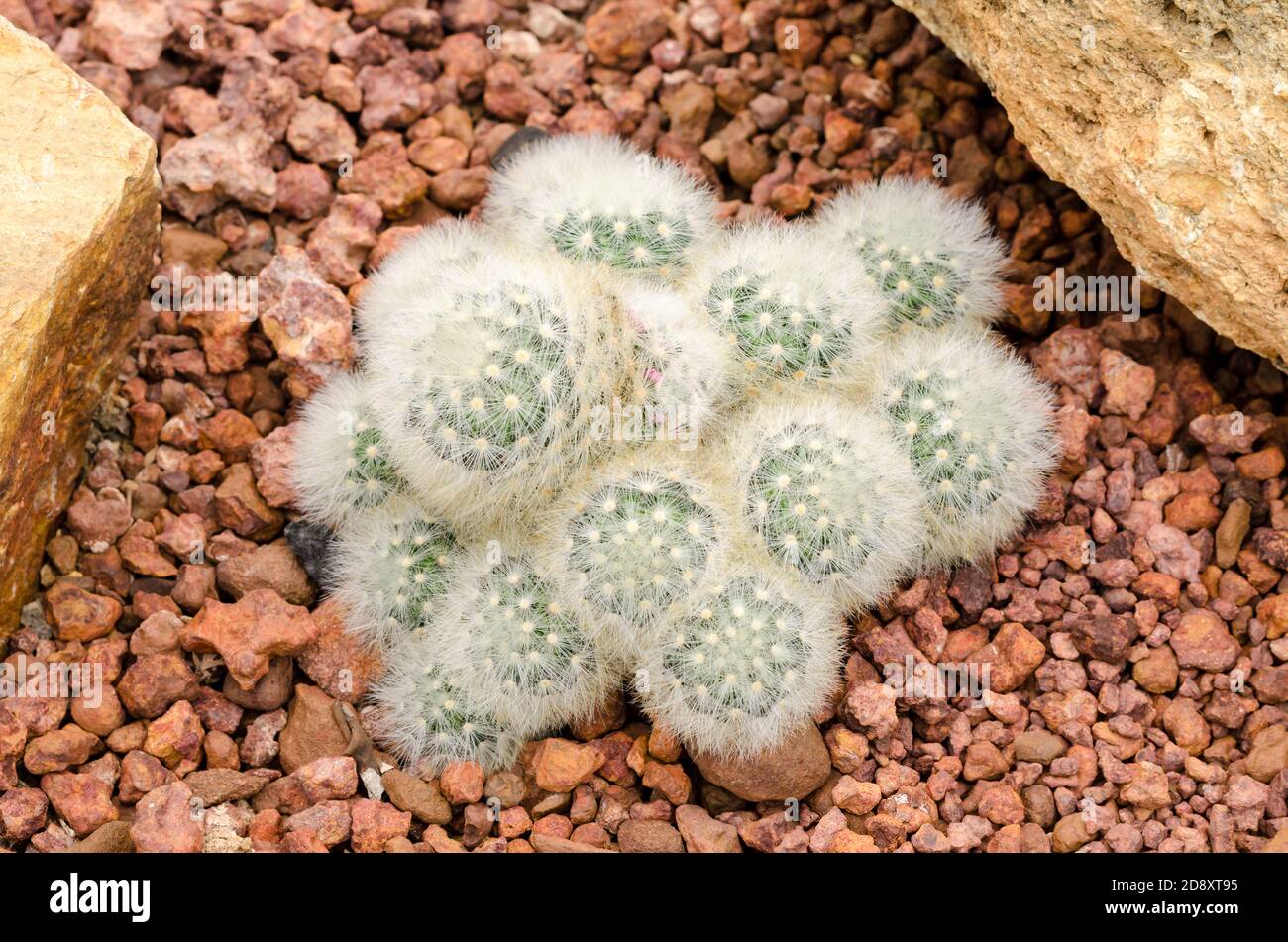 Mammillaria cactus plant Stock Photo