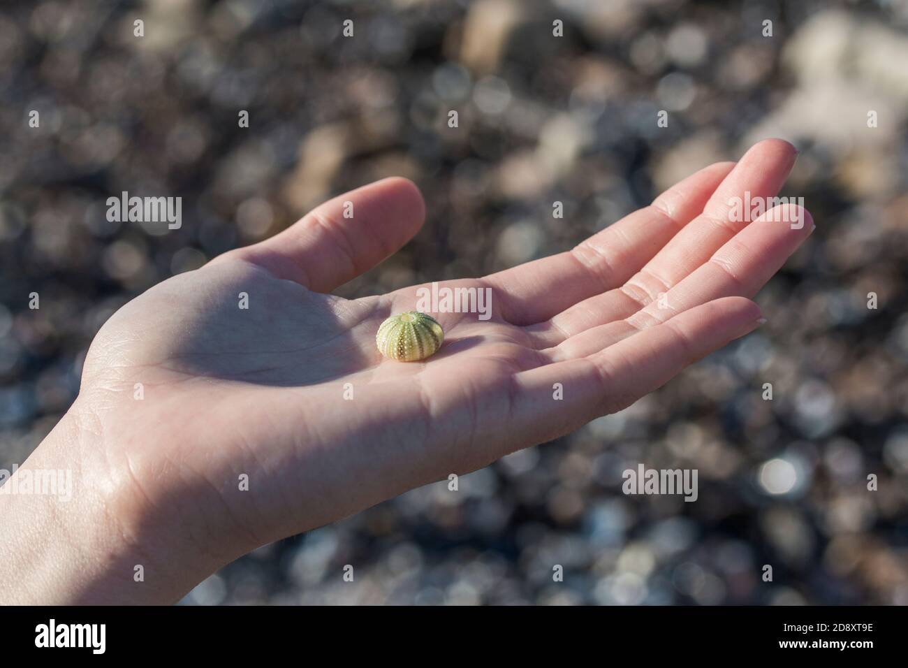 Female hand holding a small seashell (sea urchin) at the beach