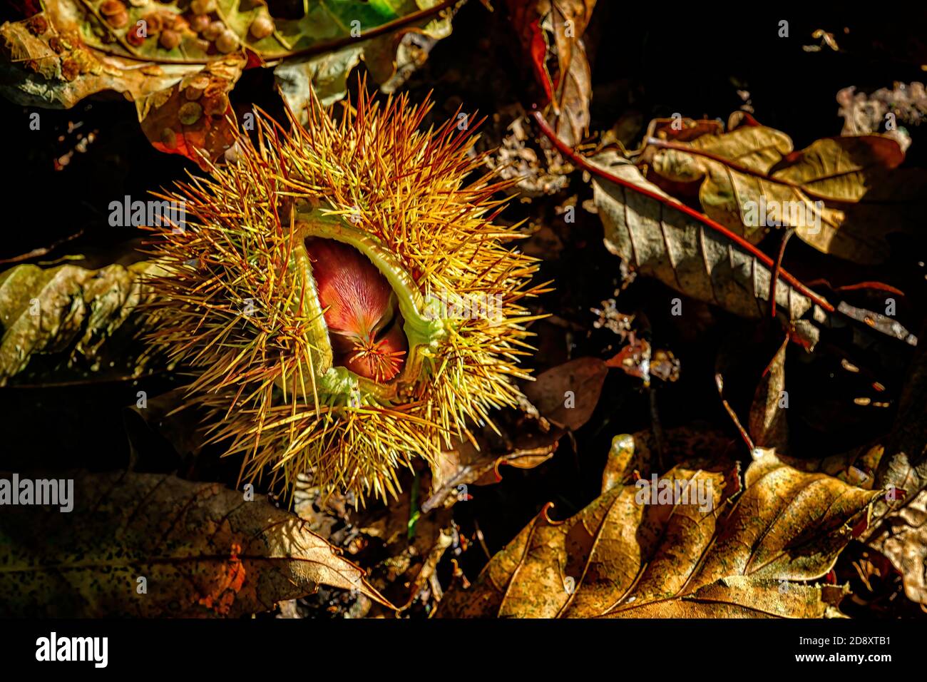 Fallen sweet chestnut fruit hi-res stock photography and images - Alamy