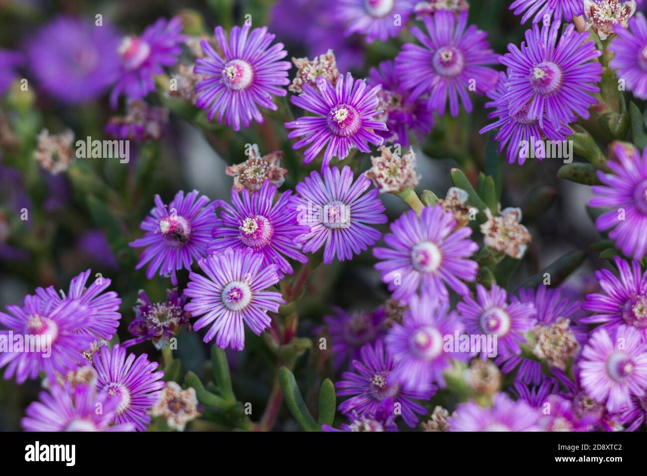 Bright purple Vygies (Lampranthus hoerleinianus) flowers close up succulent plant Stock Photo