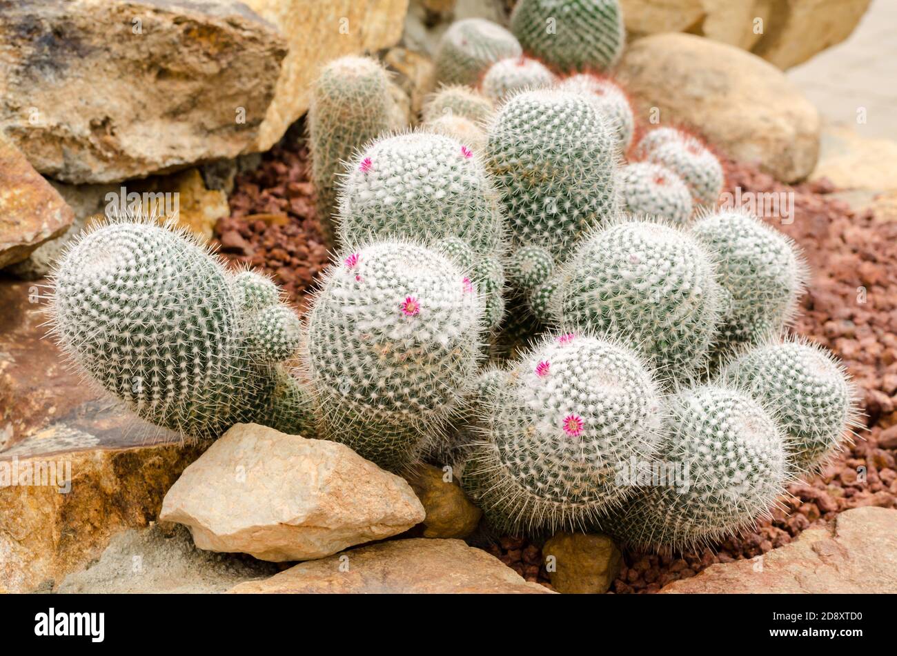 Mammillaria cactus plant (Mammillaria geminispina) Stock Photo