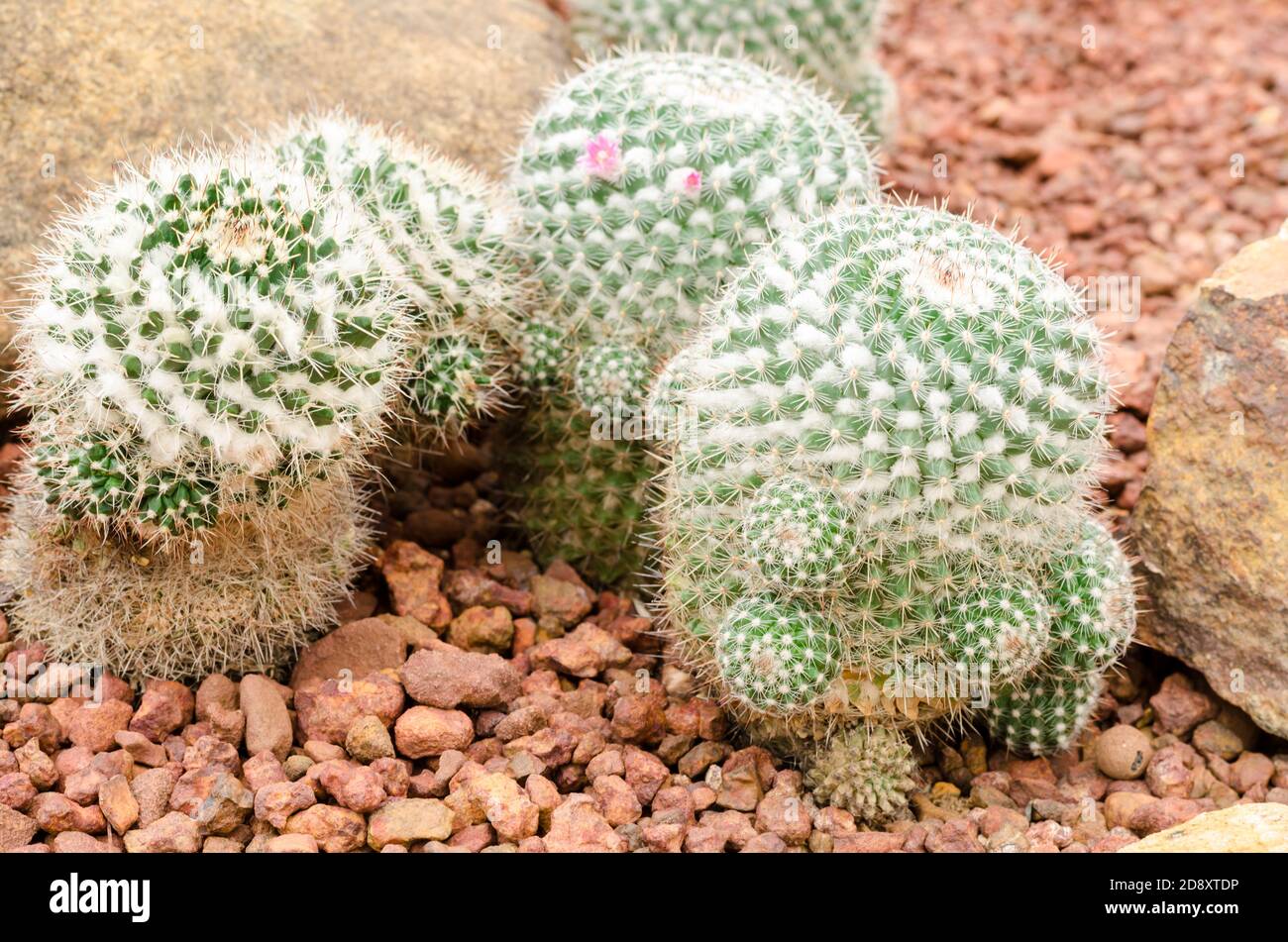 Mammillaria cactus plant (mammillaria hahniana) Stock Photo