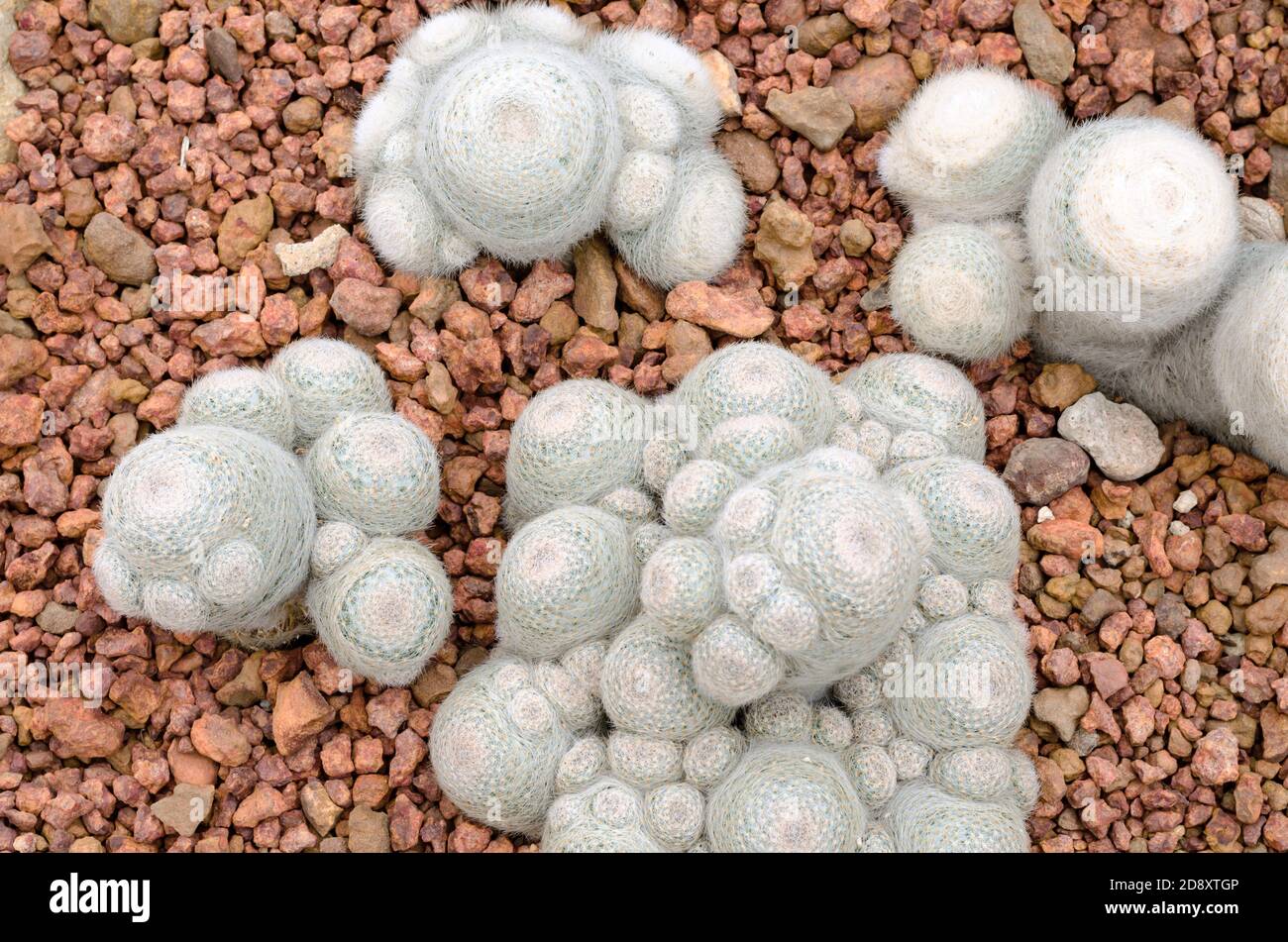 Mammillaria cactus plant (mammillaria herrerae) Stock Photo