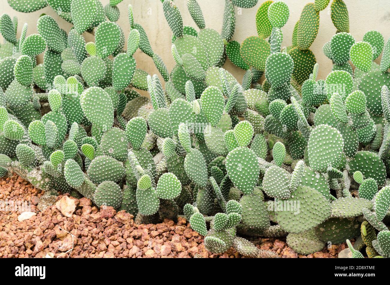 Opuntia rufida cactaceae cactus Stock Photo