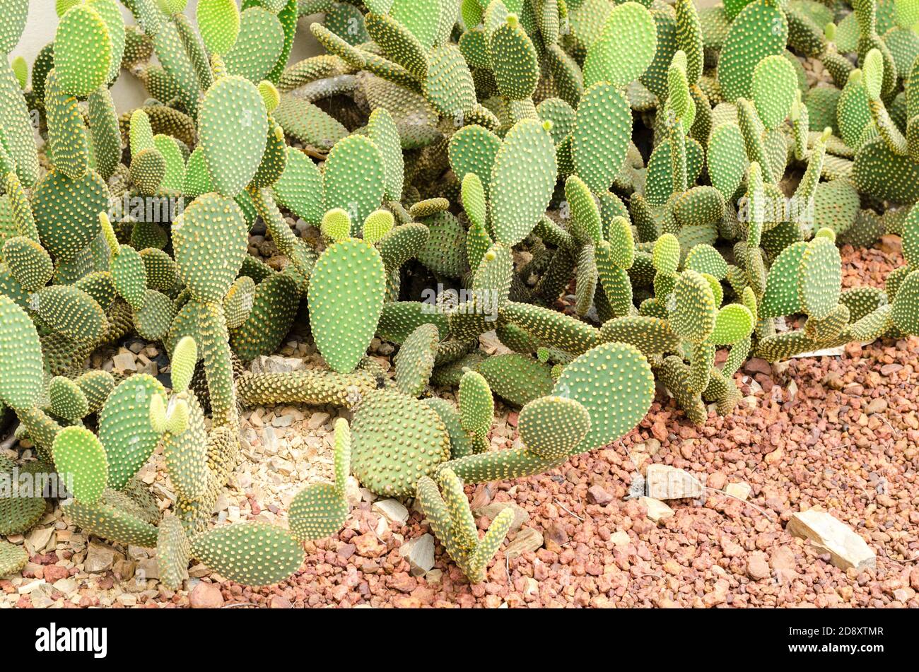 Opuntia rufida cactaceae cactus Stock Photo