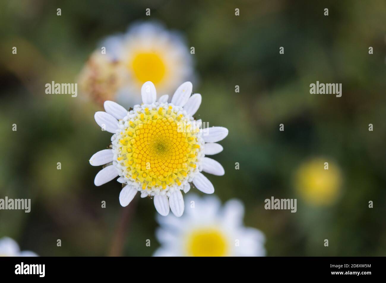 Small white wildflowers hires stock photography and images Alamy