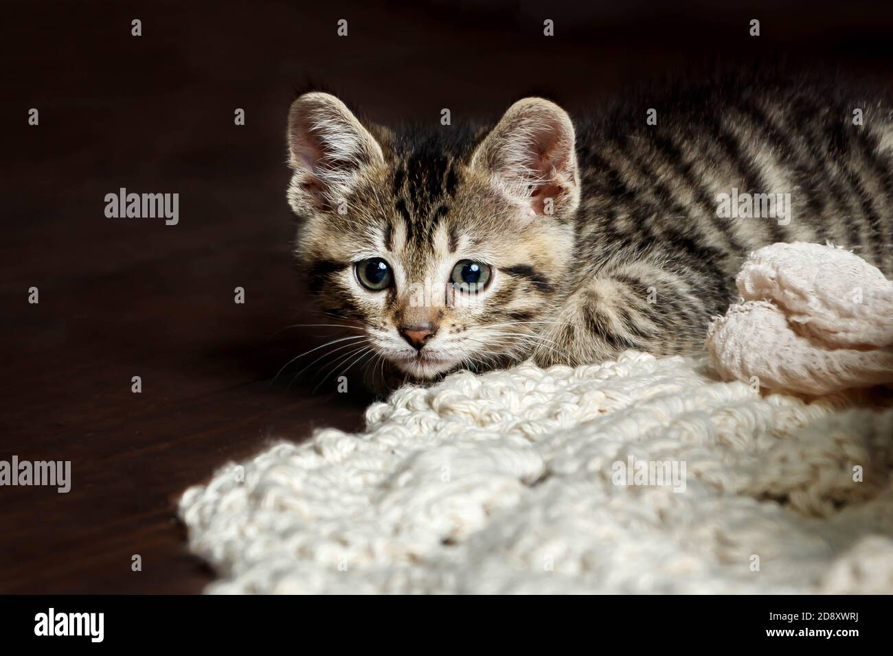Cute Small Toyger Kitten With Tiger Stripes In A Dark Studio Closeup Stock Photo Alamy
