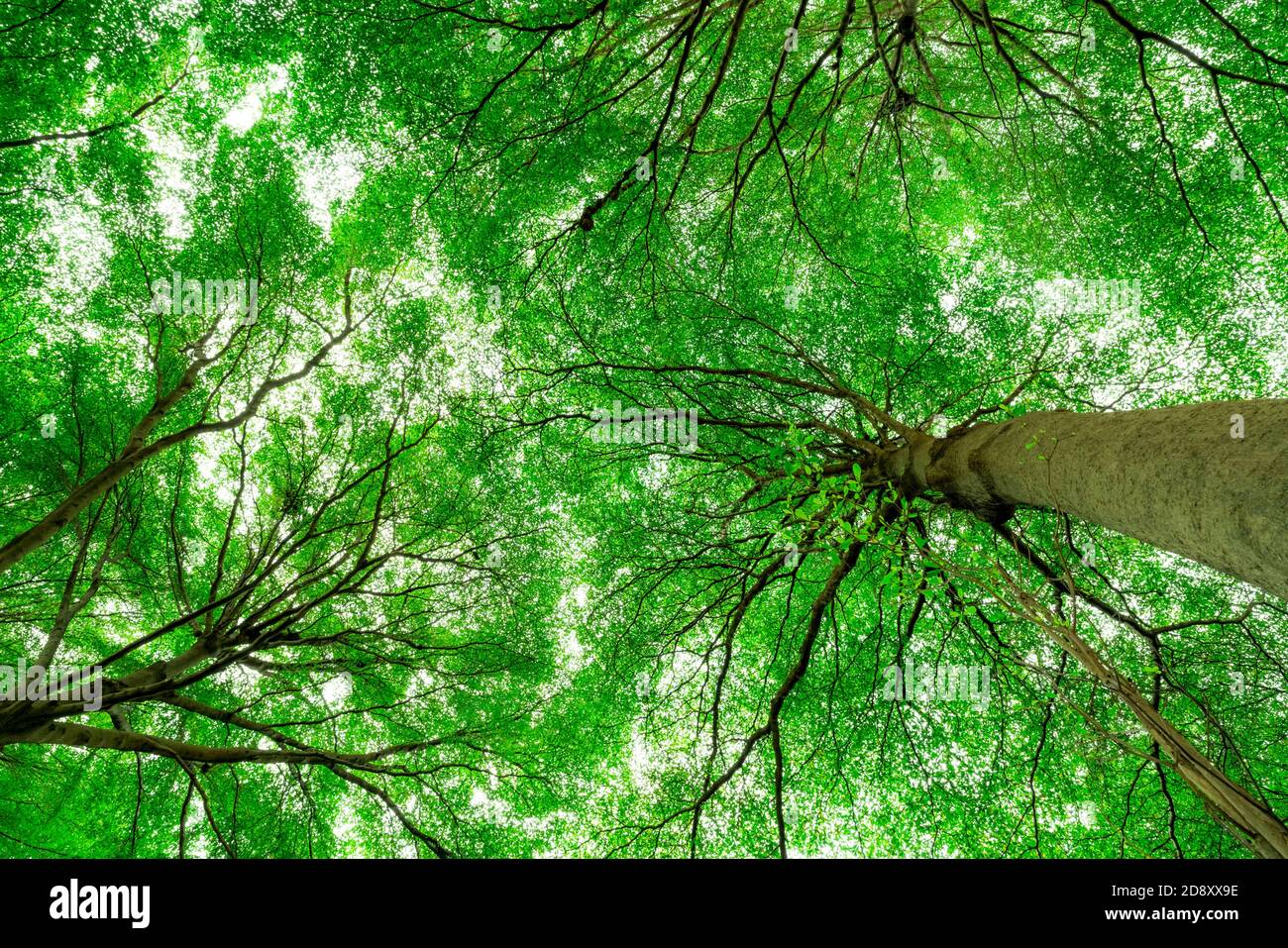 Bottom view of tree trunk to green leaves of tree in tropical forest ...