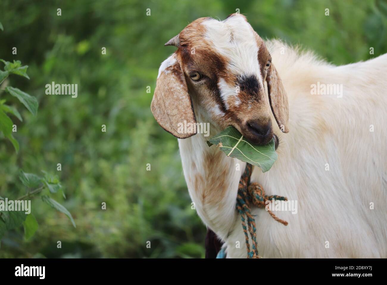 Side View of White Goat eating Green leaf Stock Photo Alamy