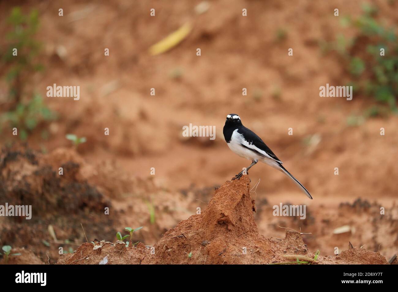 Magpie Robin looks in to camera Stock Photo
