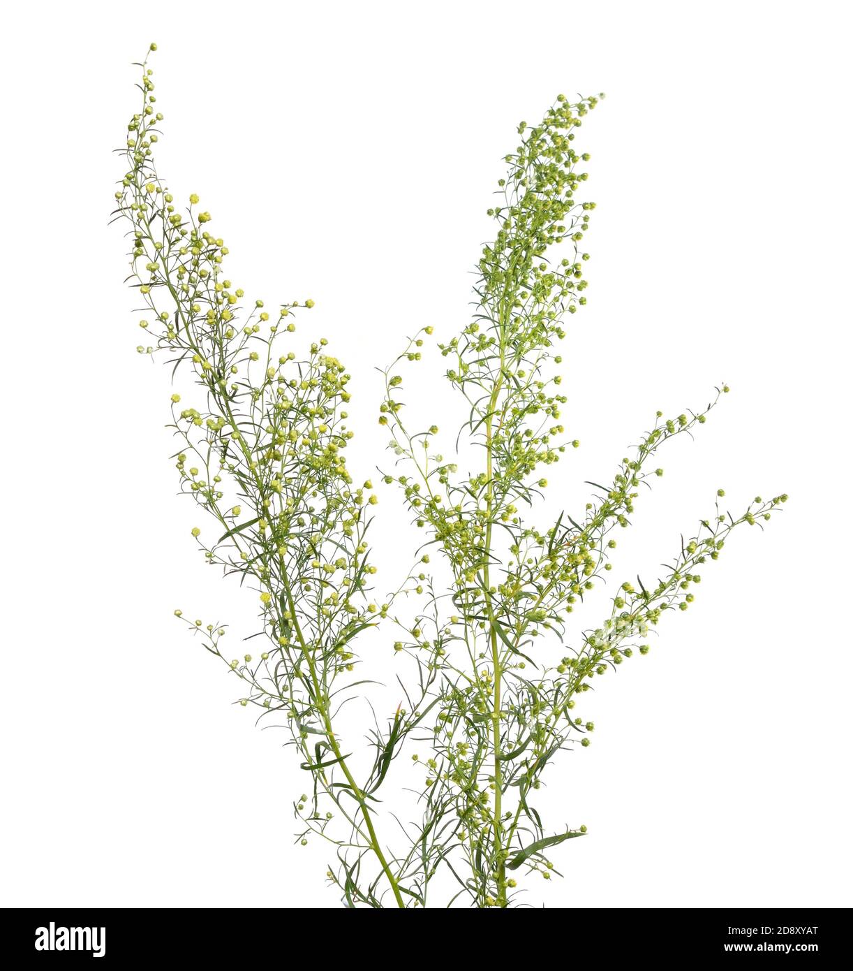 Tarragon, Artemisia dracunculus, also known as estragon. Flowers
