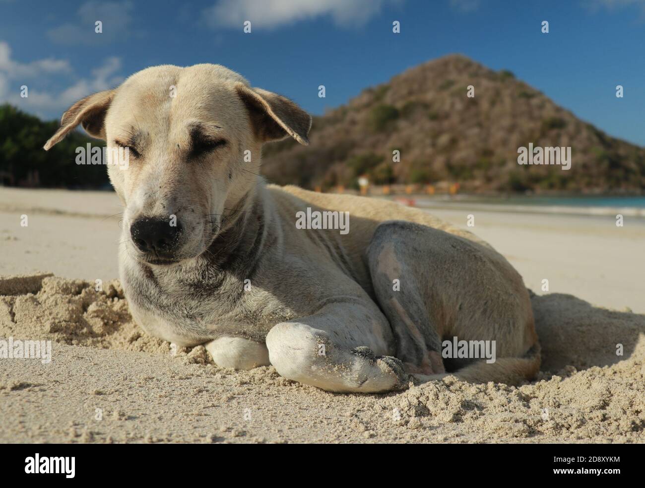 Close Up Of A Dog On A Sandy Beach Cute Dog In Holiday At The Beach In close-up-of-a-dog-on-a-sandy-beach-cute-dog-in-holiday-at-the-beach-in
