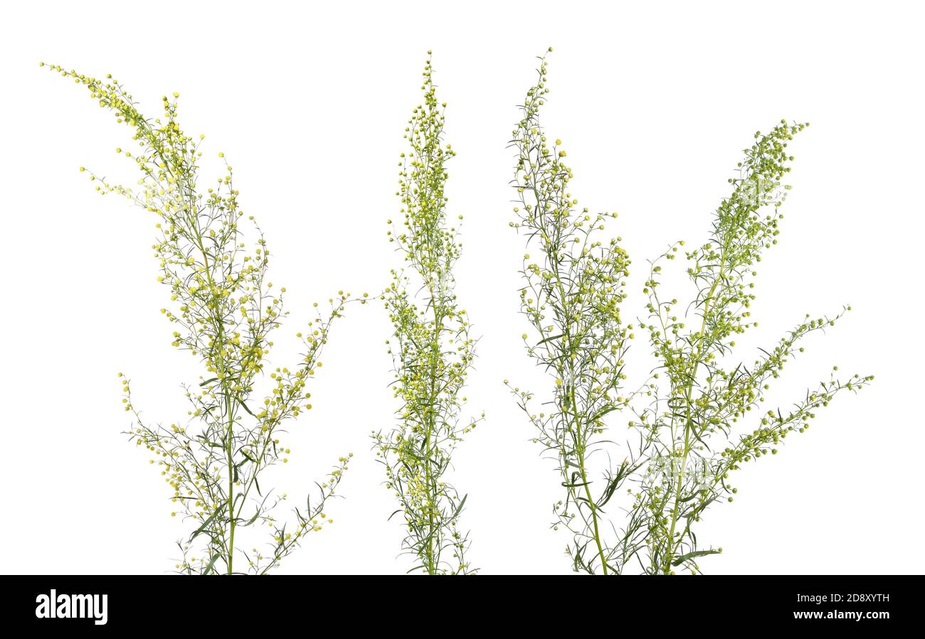 Tarragon, Artemisia dracunculus, also known as estragon. Flowers