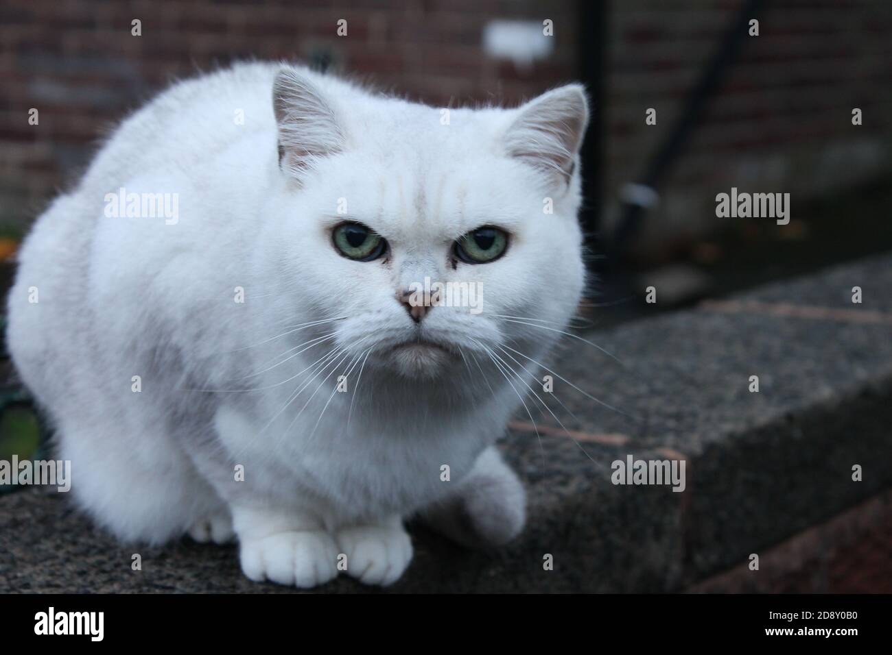 Angry white cat with green eyes looking forward Stock Photo