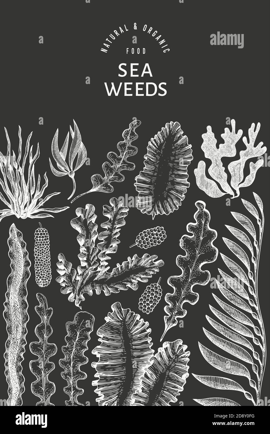 Seaweed design template. Hand drawn vector seaweeds illustration on ...