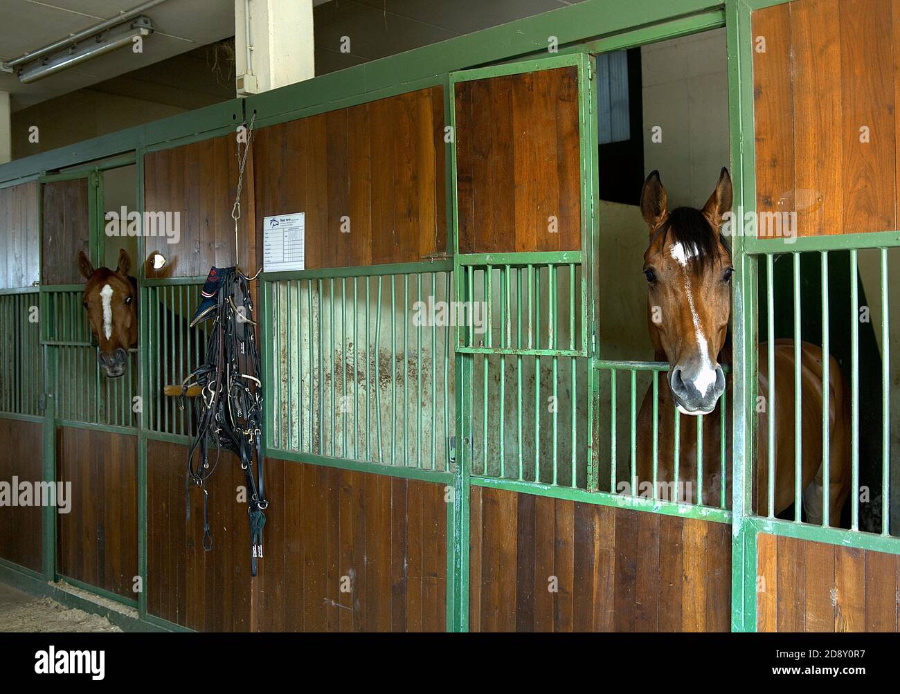 horses in the stable in a riding horses Stock Photo - Alamy