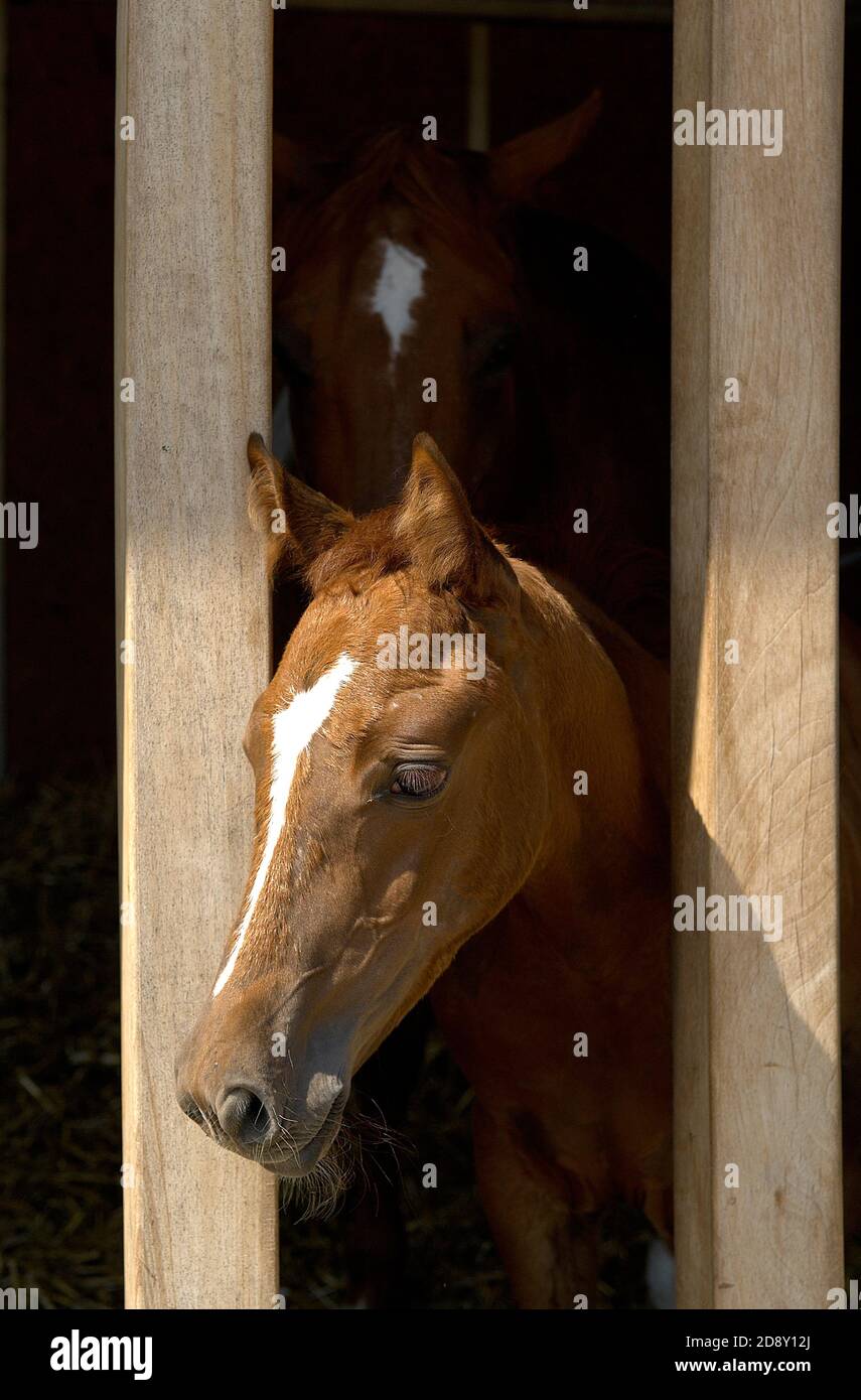 a horse in the stable Stock Photo - Alamy