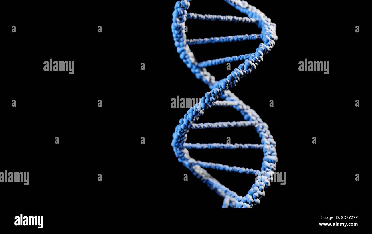 Human Dna Structure Model
