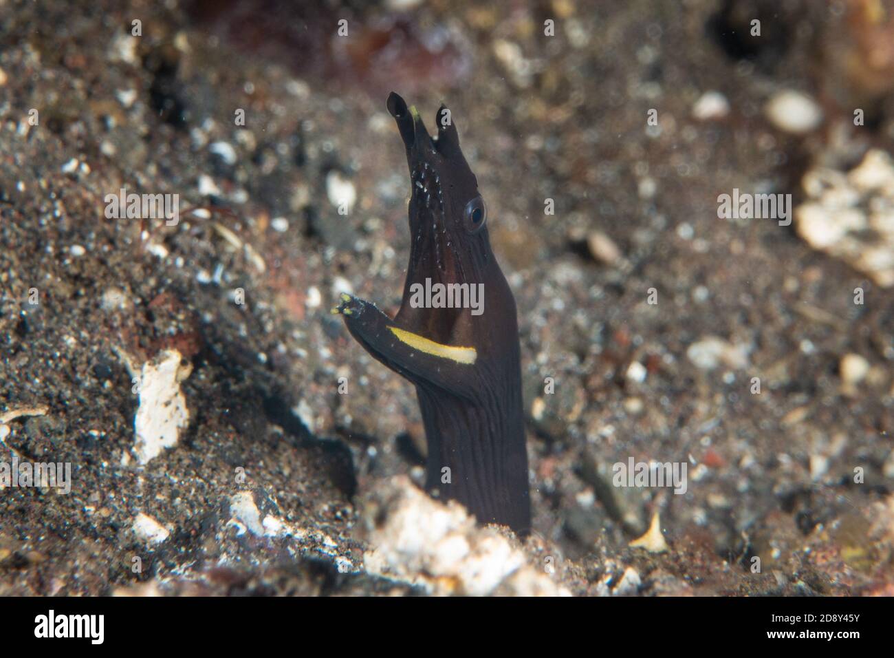 Bali. 1st Nov, 2020. Photo taken on Nov. 1, 2020 shows an eel coming