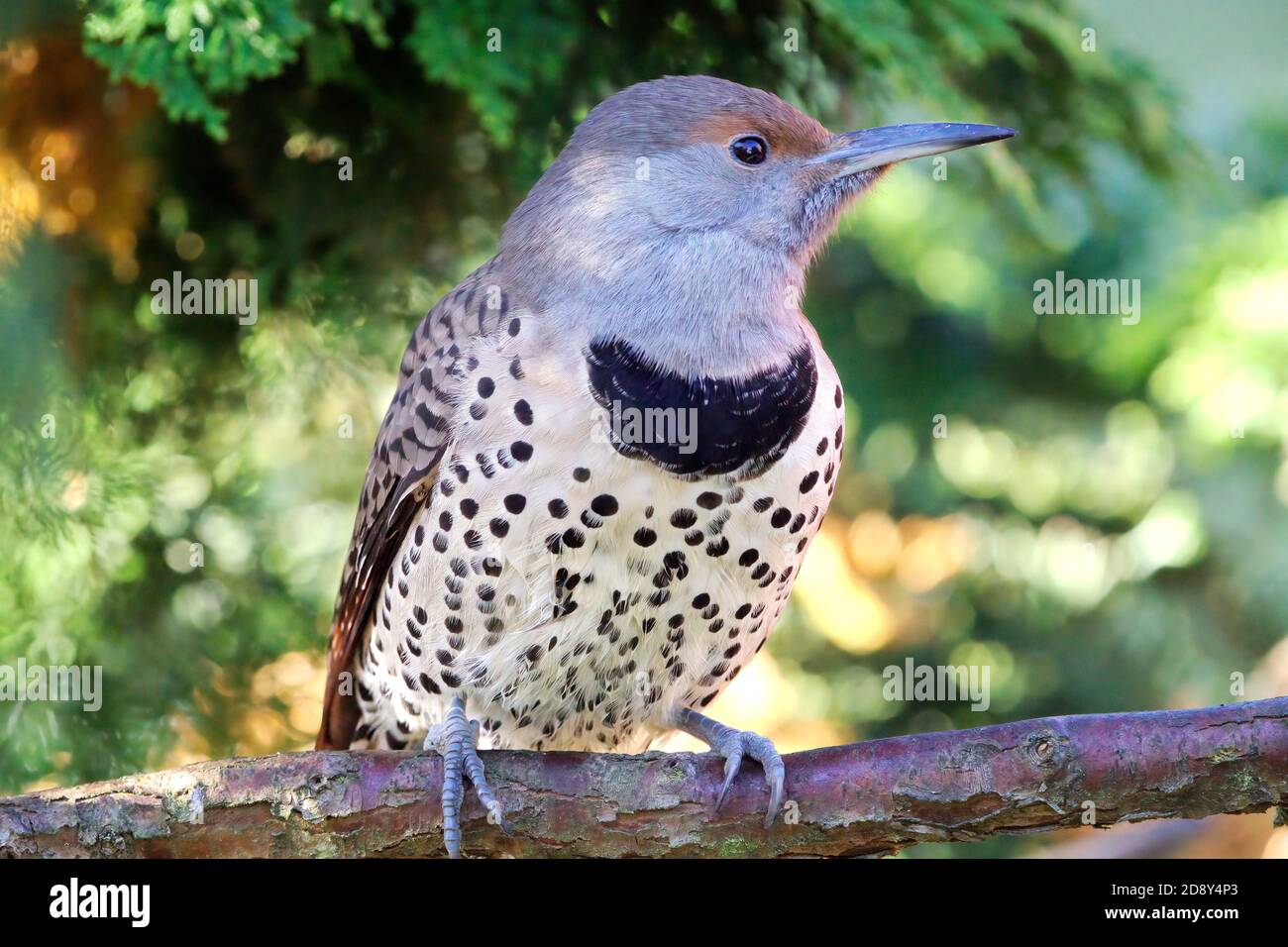 Female red-shafted northern flicker (Colaptes auratus) perched on hinoki cypress branch, Snohomish, Washington, USA Stock Photo