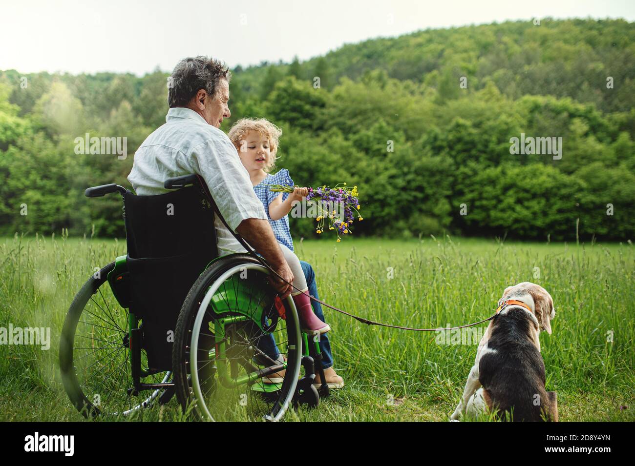 Small girl with senior grandfather in wheelchair and dog on a walk on