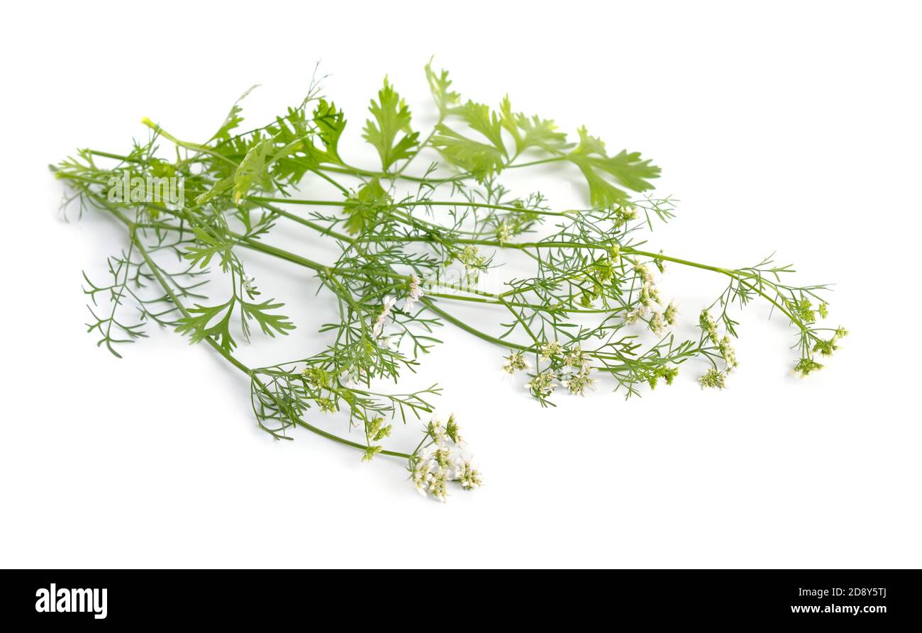 Coriander. It is also known as Chinese parsley, dhania or cilantro