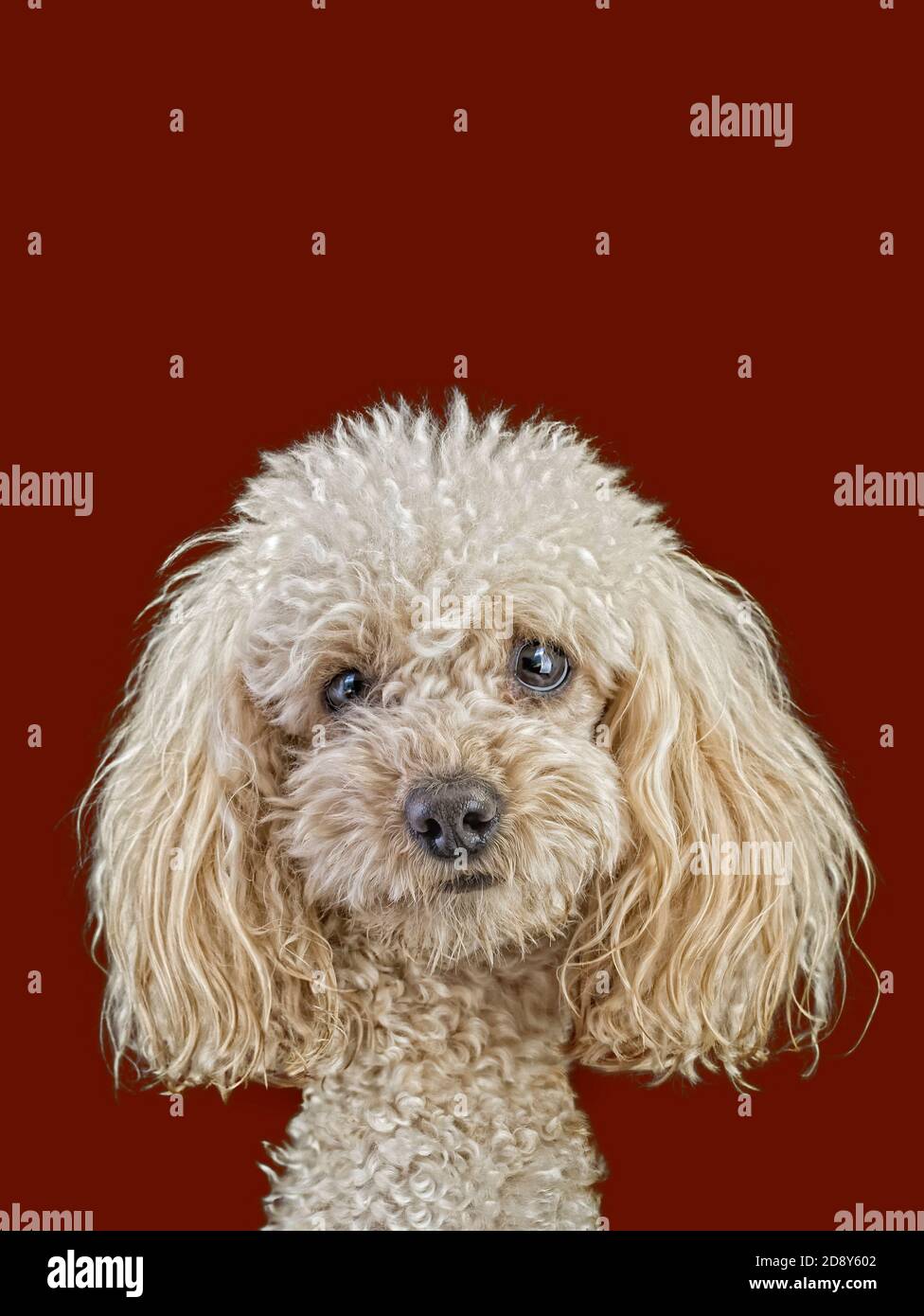 Brown medium poodle hi-res stock photography and images - Alamy