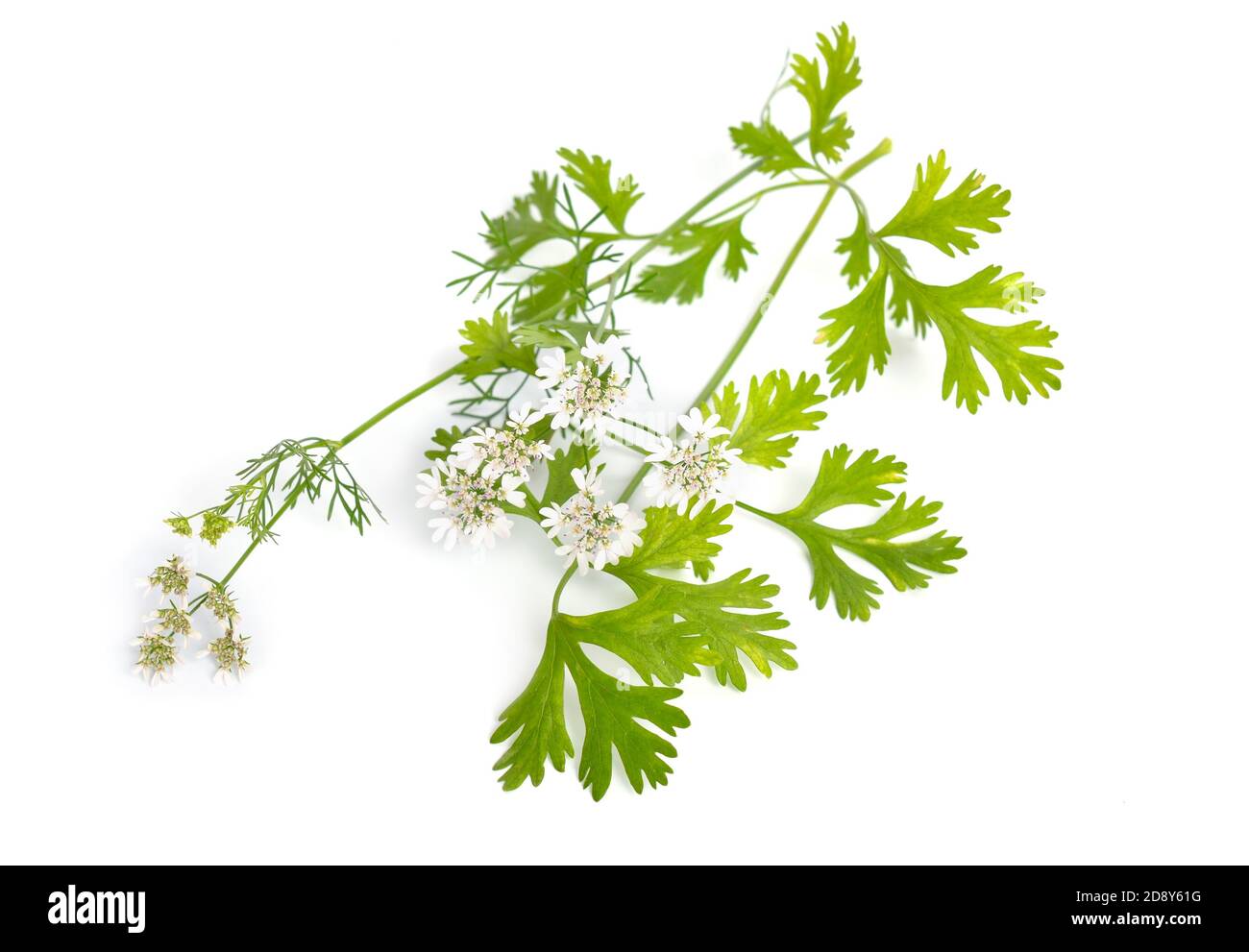 Coriander. It is also known as Chinese parsley, dhania or cilantro