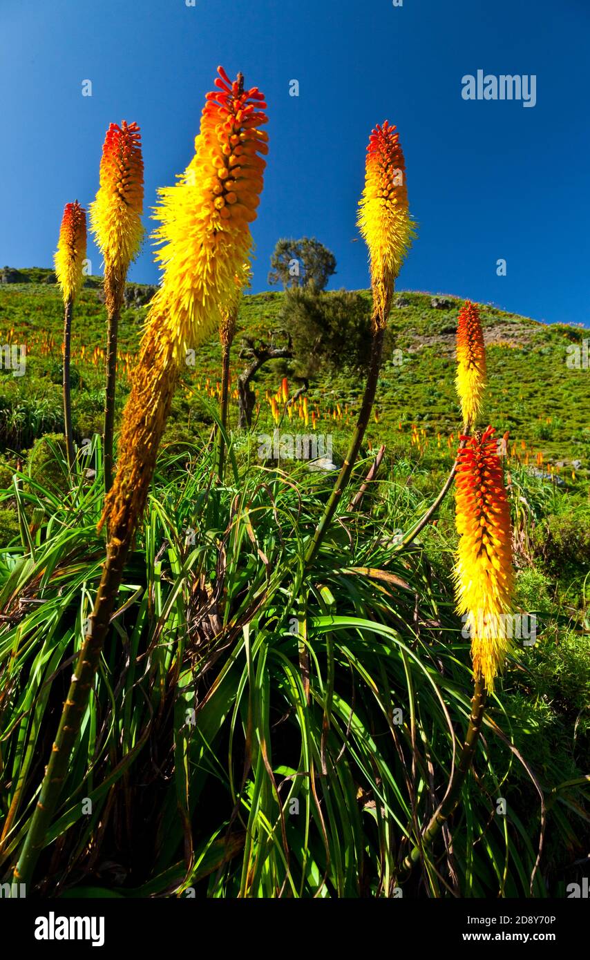 Flower Of The Red Hot Poker (Kniphofia Uvaria) Plant In The Sunlight