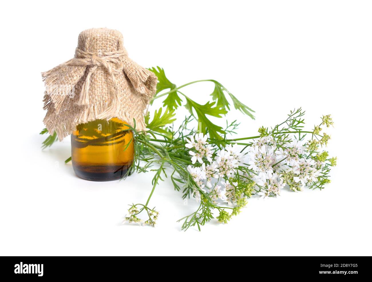 Coriander. It is also known as Chinese parsley, dhania or cilantro