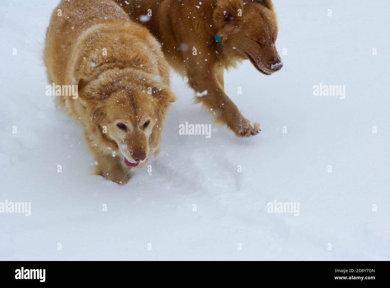 A pair of Golden Retrievers named Tucker and Aleister stand on the floor of  the Museum of the Dog when The American Kennel Club reveals its annual list  of the country's top