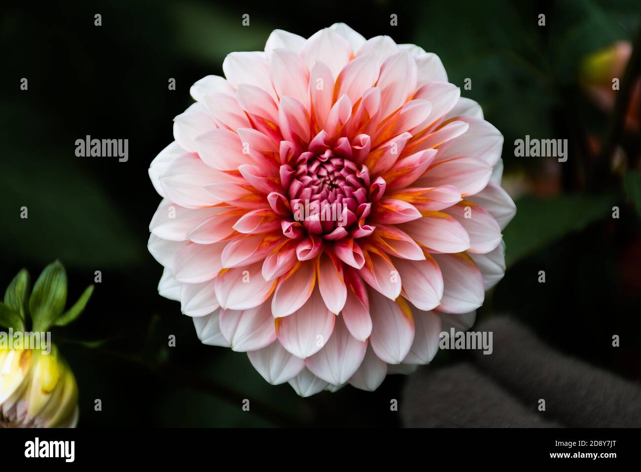 Beautiful white, pink and orange dahlia flower with dark background, close up Stock Photo