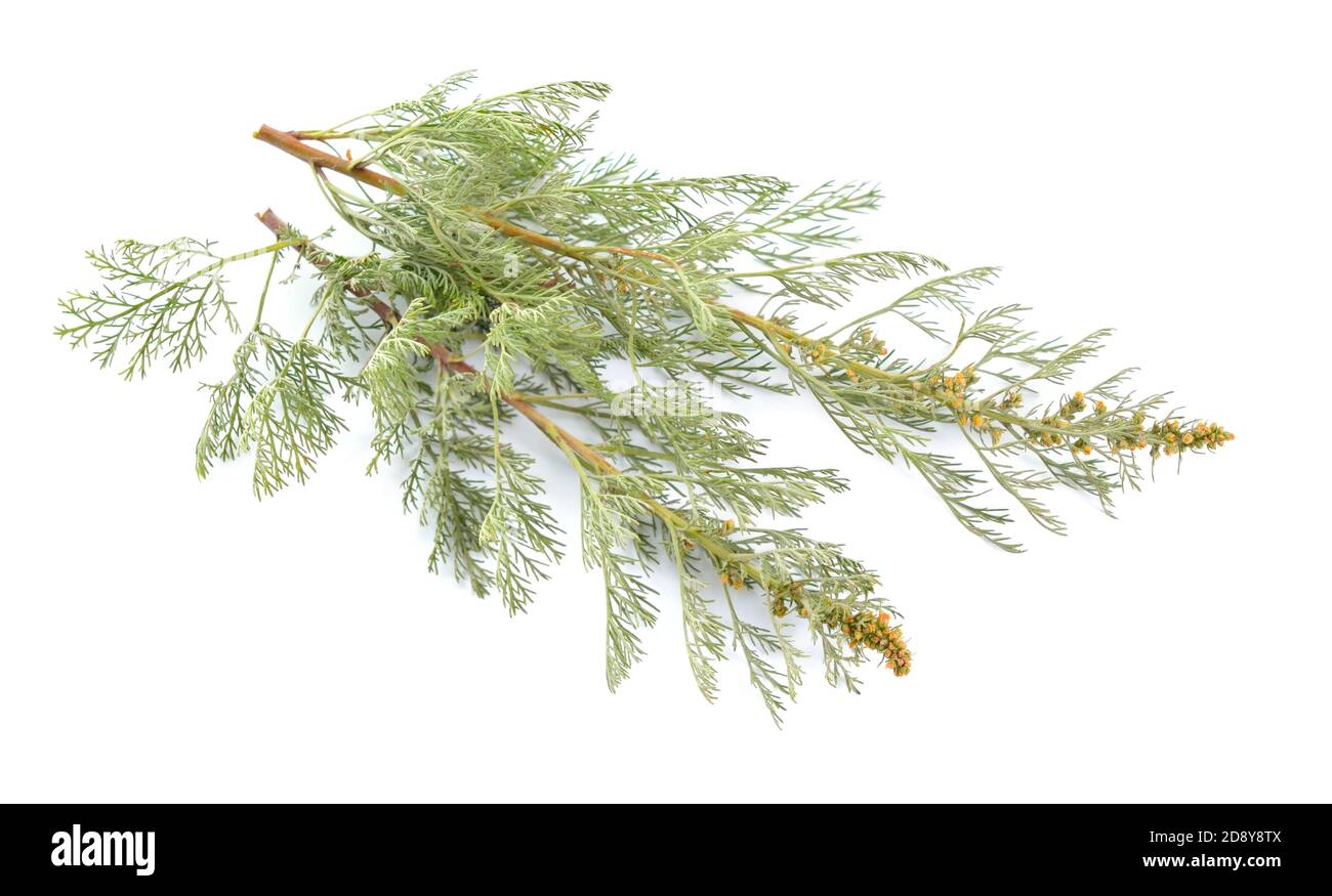Artemisia arborescens, the tree wormwood isolated on white. Stock Photo