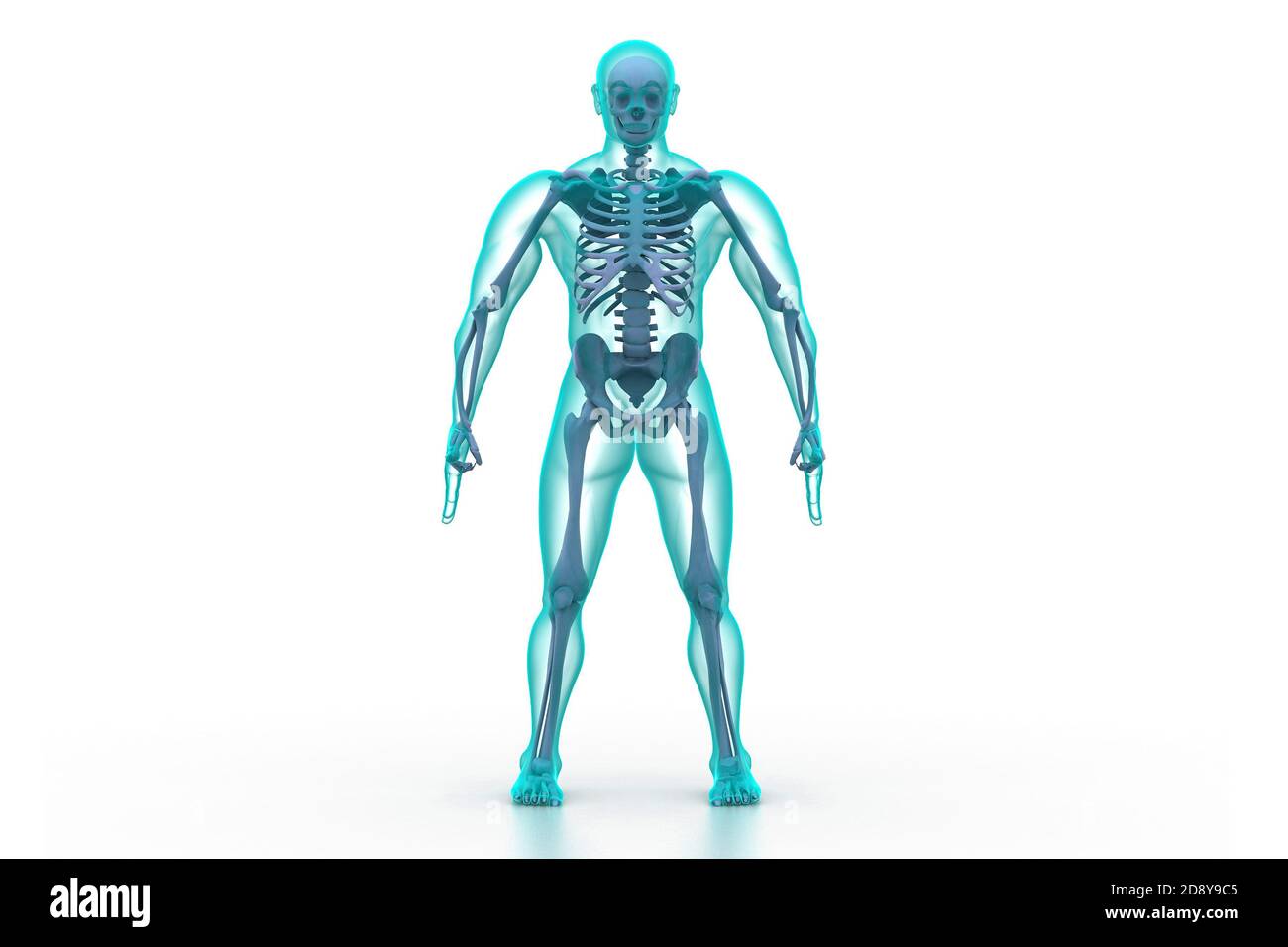 X-ray illustration of human body and skeleton Stock Photo - Alamy