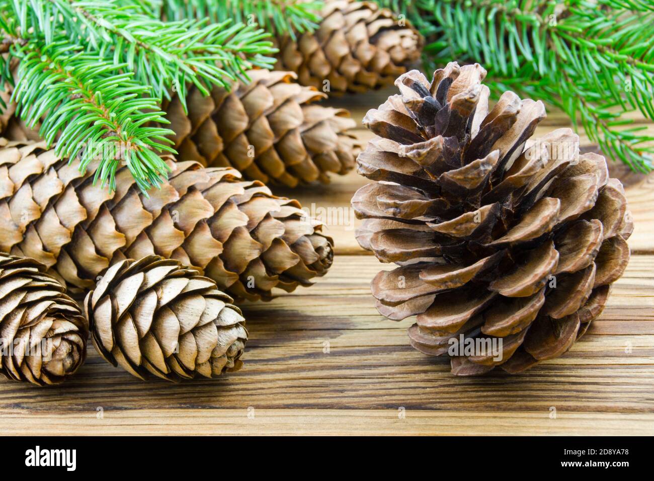Various cones on wooden background Stock Photo